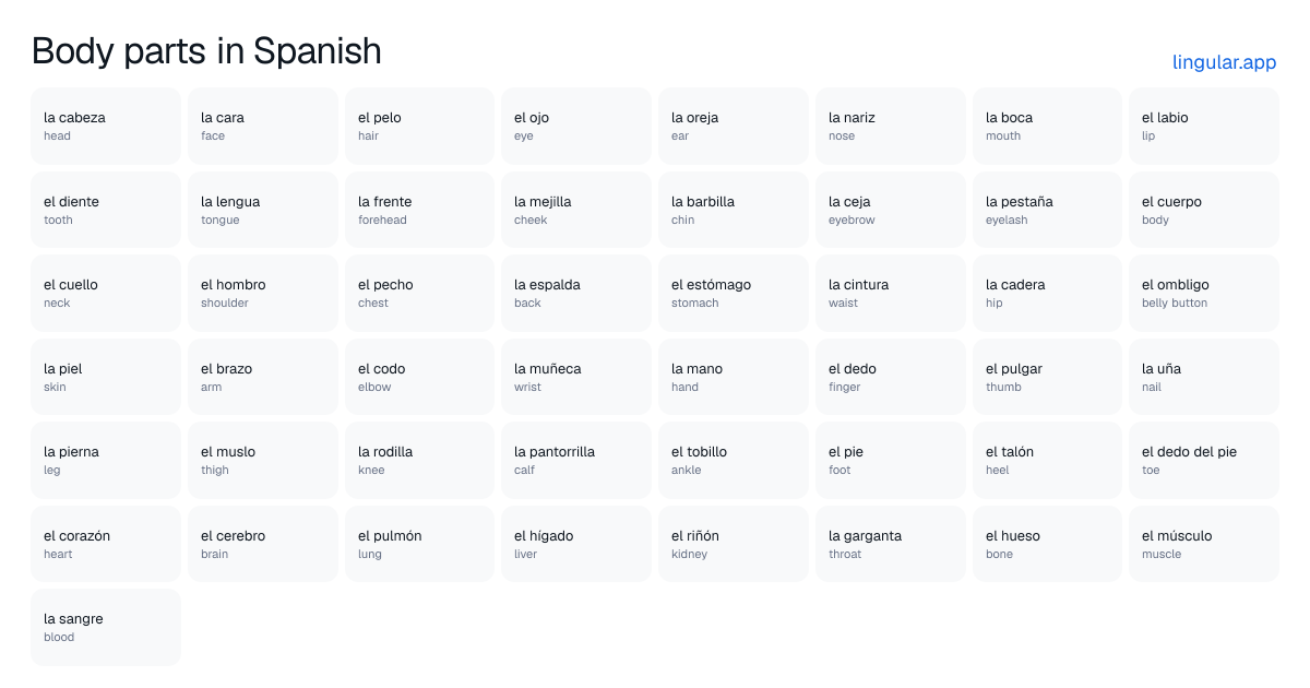 Chart of body parts in Spanish with English meanings, from la cabeza (head) to la sangre (blood)